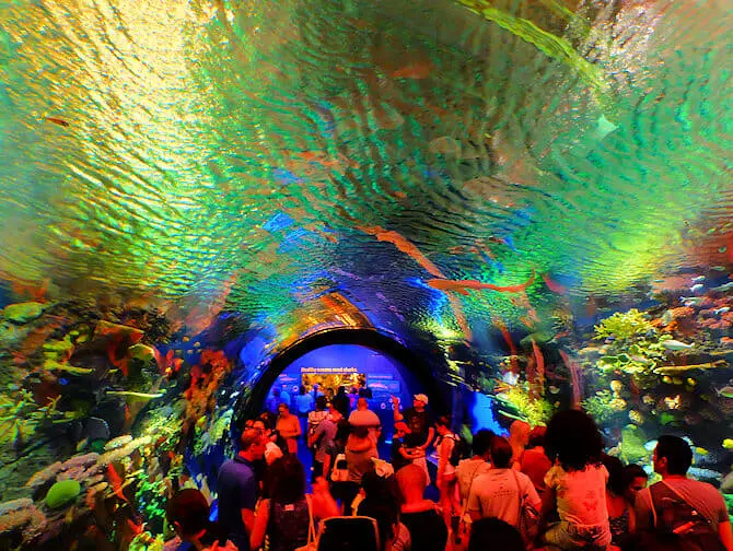 纽约水族馆 - 鱼类