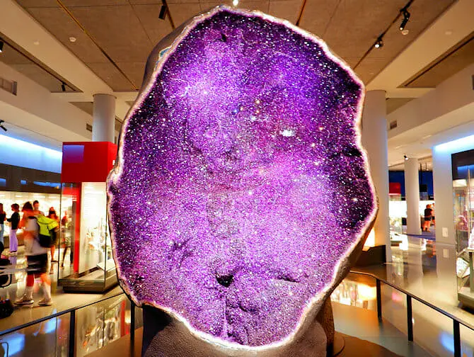纽约美国自然历史博物馆 - 展品