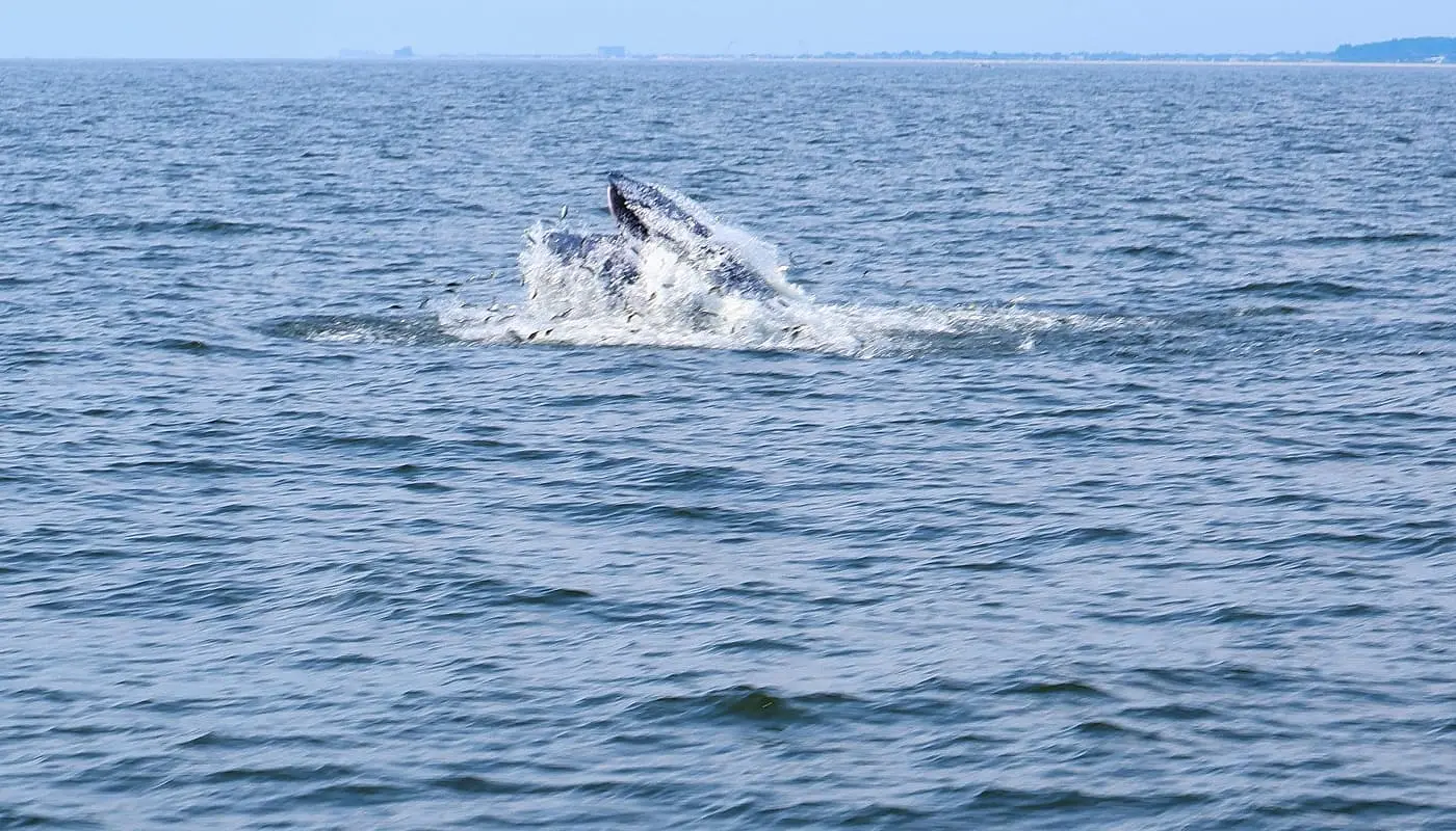 Whale watching in New York fish